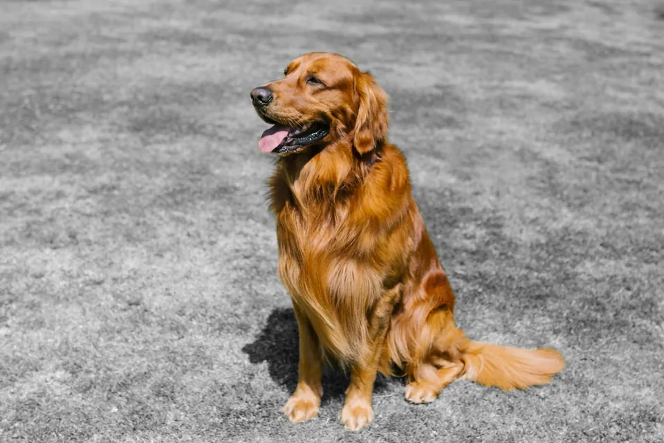 实际局部调色，金毛犬保留颜色，背景变为黑白