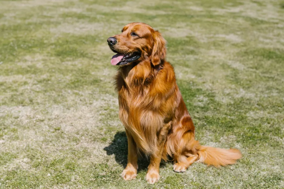 调色前的原图，金毛犬坐在绿色草地上